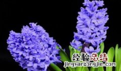 什么花的花语是幸福常伴你左右 什么花的花语是幸福常伴你左右歌词