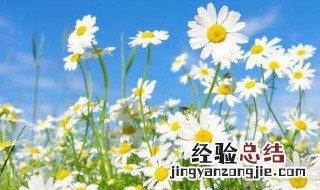 代表隐忍克制的爱的花语 代表隐忍克制的爱的花