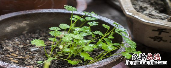 香菜催芽方法和时间 香菜催芽窍门香菜种植时间