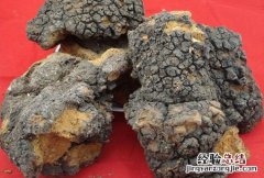 白桦茸粉的功效与作用及食用方法 白桦茸