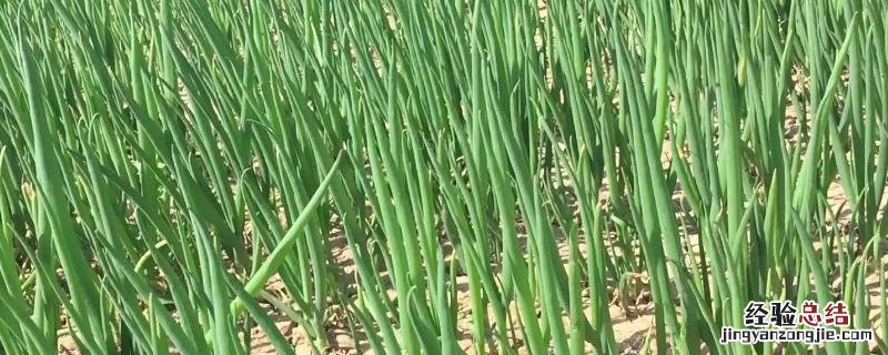 小葱追肥用复合肥还是用尿素，追肥后几天能吃
