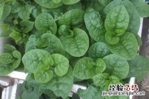 南方七八月份可以种什么蔬菜 南方七八月份适合种植什么蔬菜
