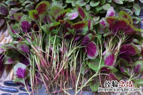 南方七八月份可以种什么蔬菜 南方七八月份适合种植什么蔬菜