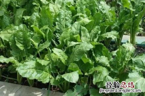 南方七八月份可以种什么蔬菜 南方七八月份适合种植什么蔬菜