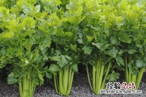 南方七八月份可以种什么蔬菜 南方七八月份适合种植什么蔬菜