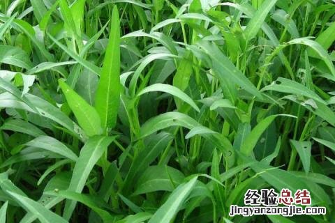 南方七八月份可以种什么蔬菜 南方七八月份适合种植什么蔬菜
