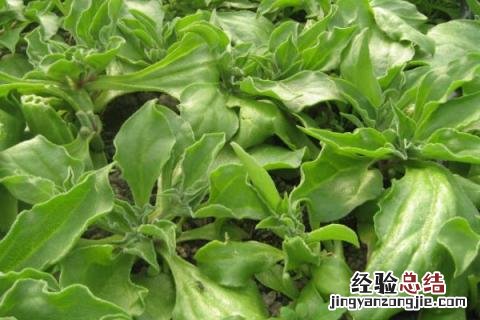 南方七八月份可以种什么蔬菜 南方七八月份适合种植什么蔬菜