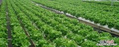 蔬菜无土栽培日常管理技术，附营养液配方