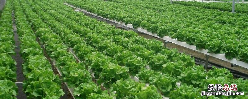 蔬菜无土栽培日常管理技术,附营养液配方