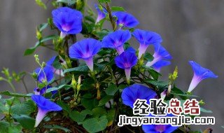 陶缸放什么样的花好看 陶缸放什么样的花好看呢