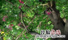 紫荆树什么时候移栽最好 紫荆树是什么时候开放