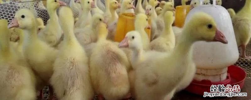 喂鹅的方法和技术,附喂鹅的配料是什么 喂鹅的方法和技术，附喂鹅的配料
