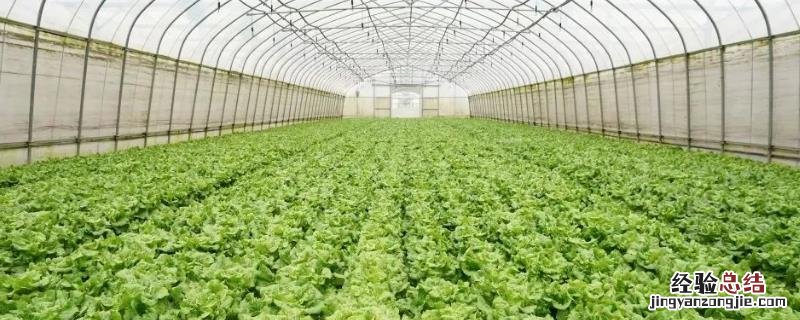 设施蔬菜田间日常管理技术，设施蔬菜最常用哪种灌水方法