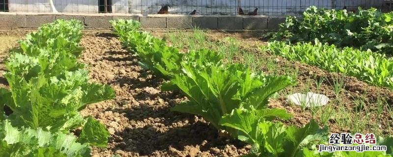 蔬菜温汤浸种有何作用?其技术要点是什么? 蔬菜种植知识,附温汤浸种方法