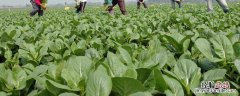 种蔬菜需要施什么肥料 栽种蔬菜的劳动流程，要施底肥吗