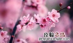 傲雪寒梅什么意思 傲雪寒梅是什么意思