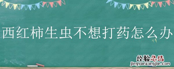 西红柿生虫不想打药怎么办 西红柿要打虫吗