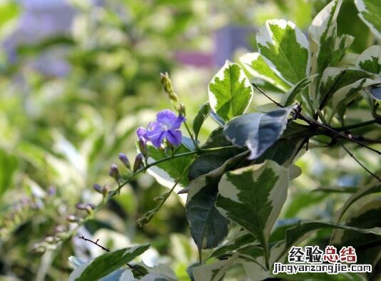 花叶假连翘：早春的那一抹芳香