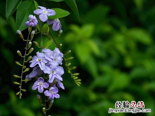 花叶假连翘：早春的那一抹芳香