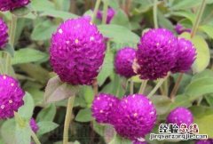 千日红 千日红花语