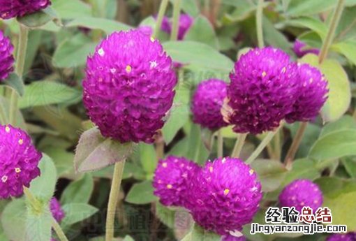 千日红 千日红花语