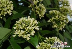 黄花梨手串怎么盘玩和保养 黄花梨