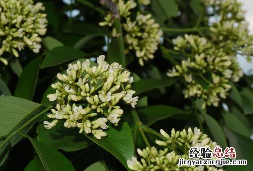 黄花梨手串怎么盘玩和保养 黄花梨