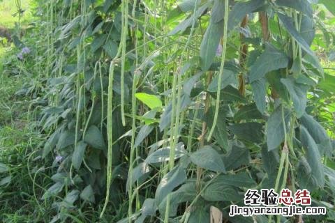 六月中旬种什么蔬菜 六月上旬种什么菜
