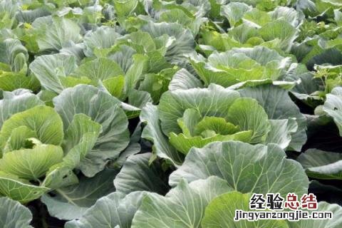 六月中旬种什么蔬菜 六月上旬种什么菜