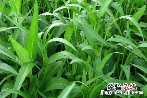 六月中旬种什么蔬菜 六月上旬种什么菜