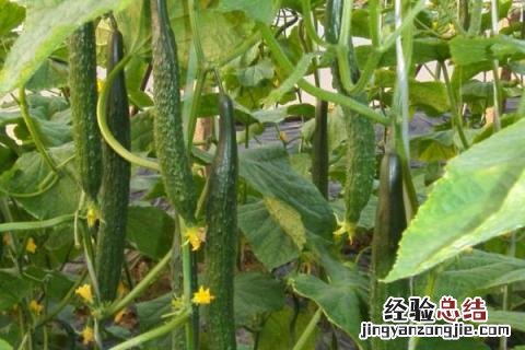 六月中旬种什么蔬菜 六月上旬种什么菜