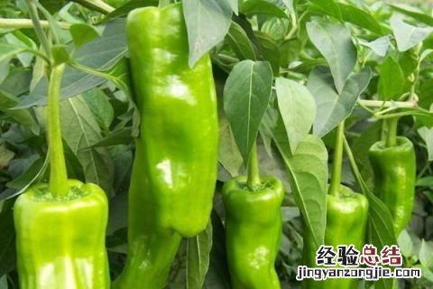 六月中旬种什么蔬菜 六月上旬种什么菜
