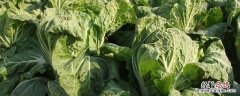 农业蔬菜种植技术，蔬菜种子在哪里买比较好