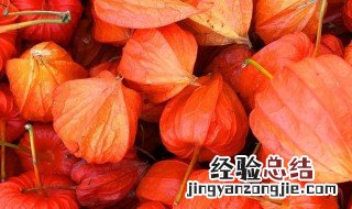 姑娘果吃多了要死人的 苦姑娘的功效与作用