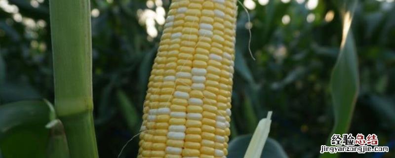 玉米粗缩病最佳防治时期，玉米粗缩病是什么引起的