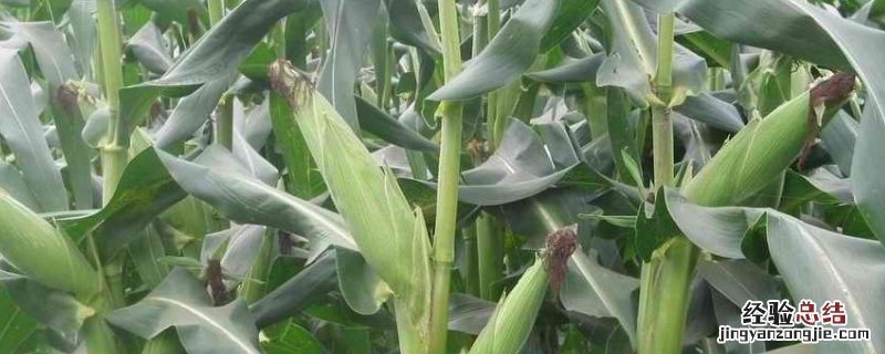 玉米地野糜子用啥药，除草剂怎么用不会伤到玉米
