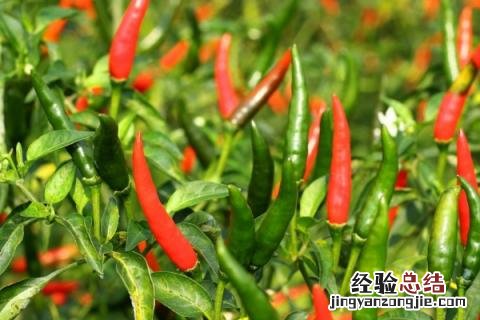 北方6月份种植什么蔬菜 北方6月份种植什么农作物
