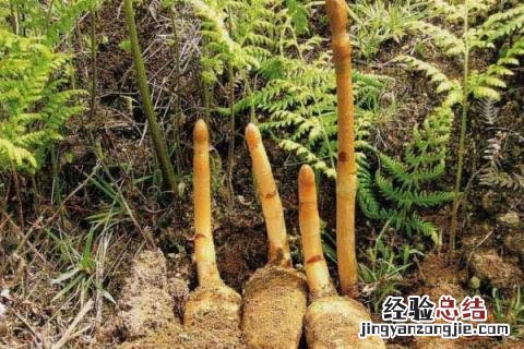 北方6月份种植什么蔬菜 北方6月份种植什么农作物