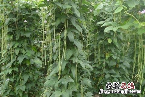 北方6月份种植什么蔬菜 北方6月份种植什么农作物