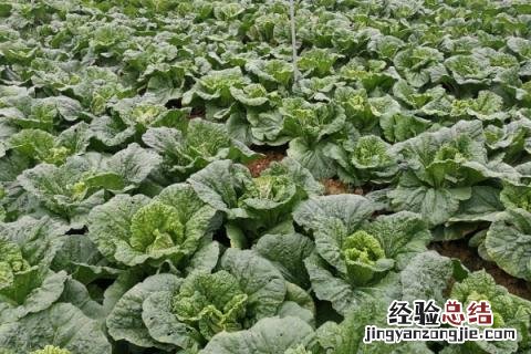 7月份适合种植什么农作物 七月中旬适合种植什么农作物