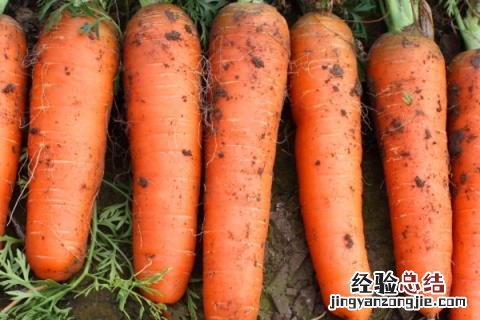 7月份适合种植什么农作物 七月中旬适合种植什么农作物
