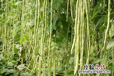 7月份适合种植什么农作物 七月中旬适合种植什么农作物