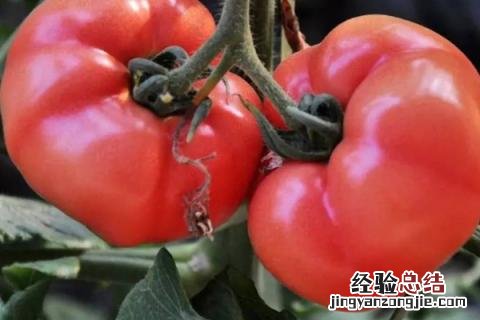 7月份适合种植什么农作物 七月中旬适合种植什么农作物