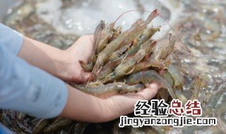 新鲜活虾的做法大全 怎么做新鲜活虾