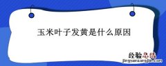 玉米叶子发黄是什么原因? 玉米叶子发黄是什么原因
