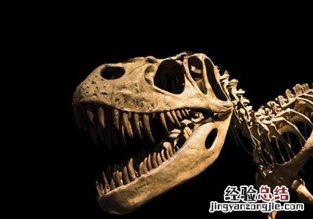 化石是怎么形成的简介30字 化石是怎么形成的