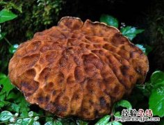 食用牛肚菌 牛肚菌牛肚菌