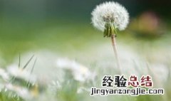 新鲜蒲公英怎么保存 挖的鲜蒲公英怎么保存 新鲜的蒲公英花怎样储存