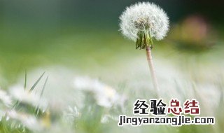 新鲜蒲公英怎么保存 挖的鲜蒲公英怎么保存 新鲜的蒲公英花怎样储存
