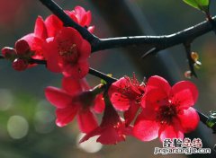 秋海棠：观赏与食用价值合一的相思草